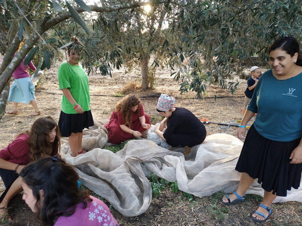 שכבת יא-מסיק 2